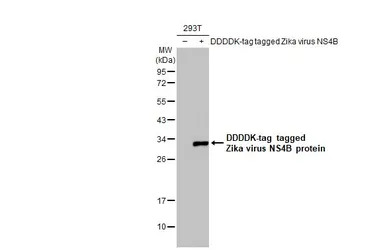 Zika virus NS4B protein antibo