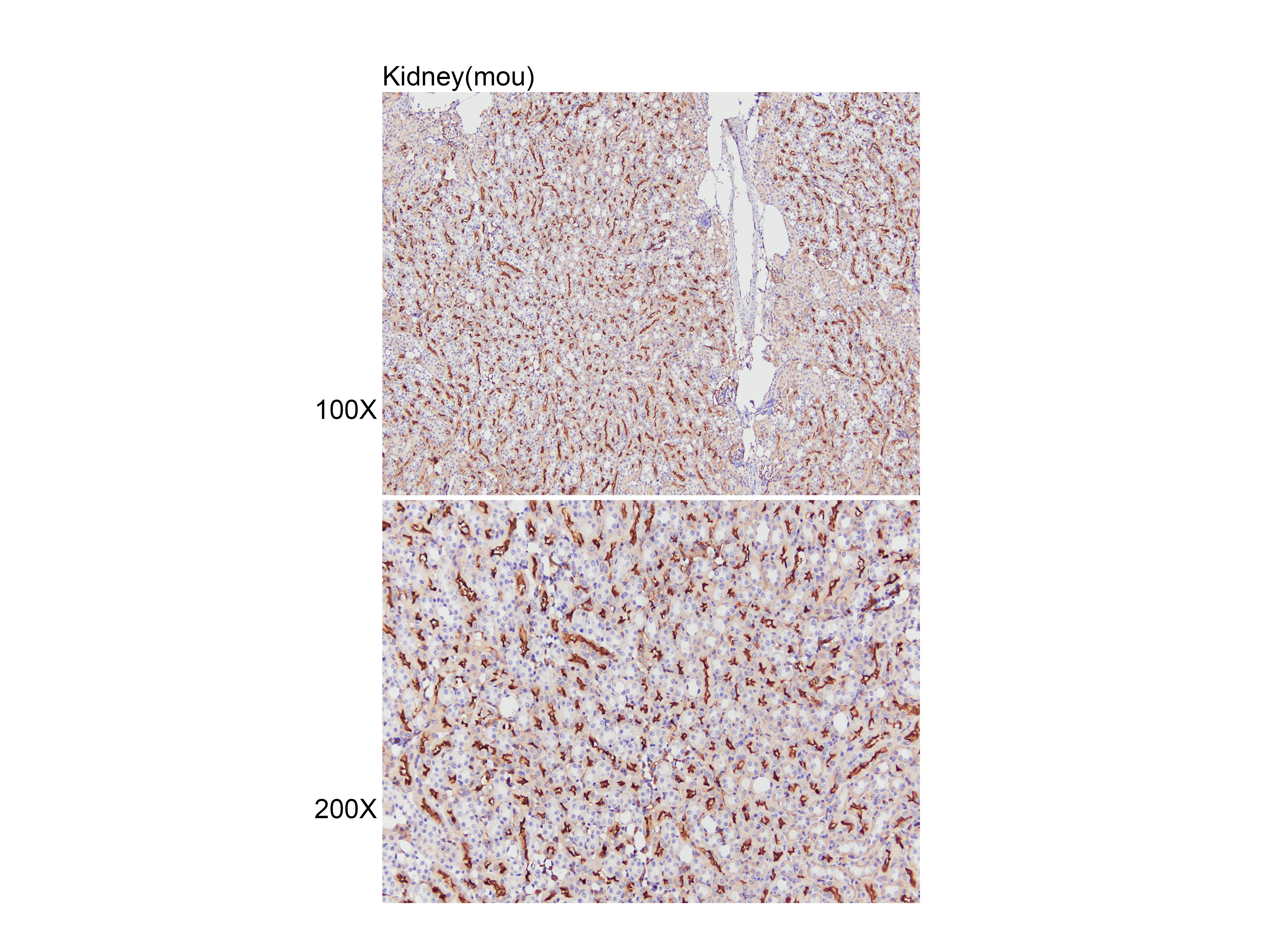 Anti-PAX2 Polyclonal Antibody