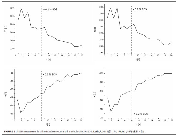 芯片上的小肠：实时监测小肠类器官的跨膜电阻值