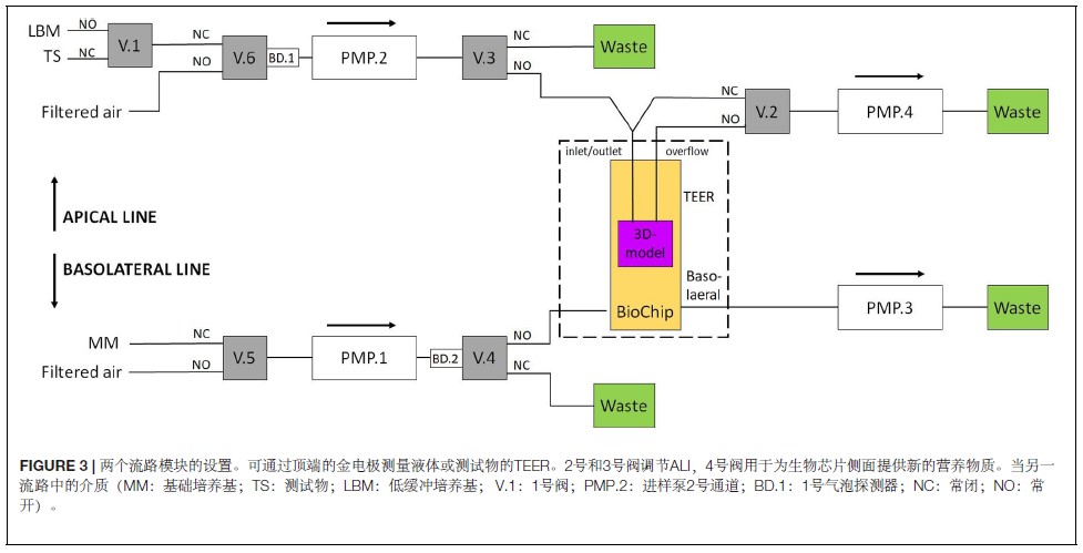 芯片上的小肠：实时监测小肠类器官的跨膜电阻值