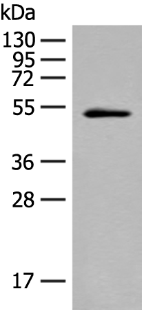 兔抗MOCS3多克隆抗体