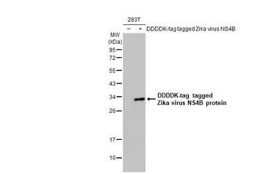 Zika virus NS4B protein antibo