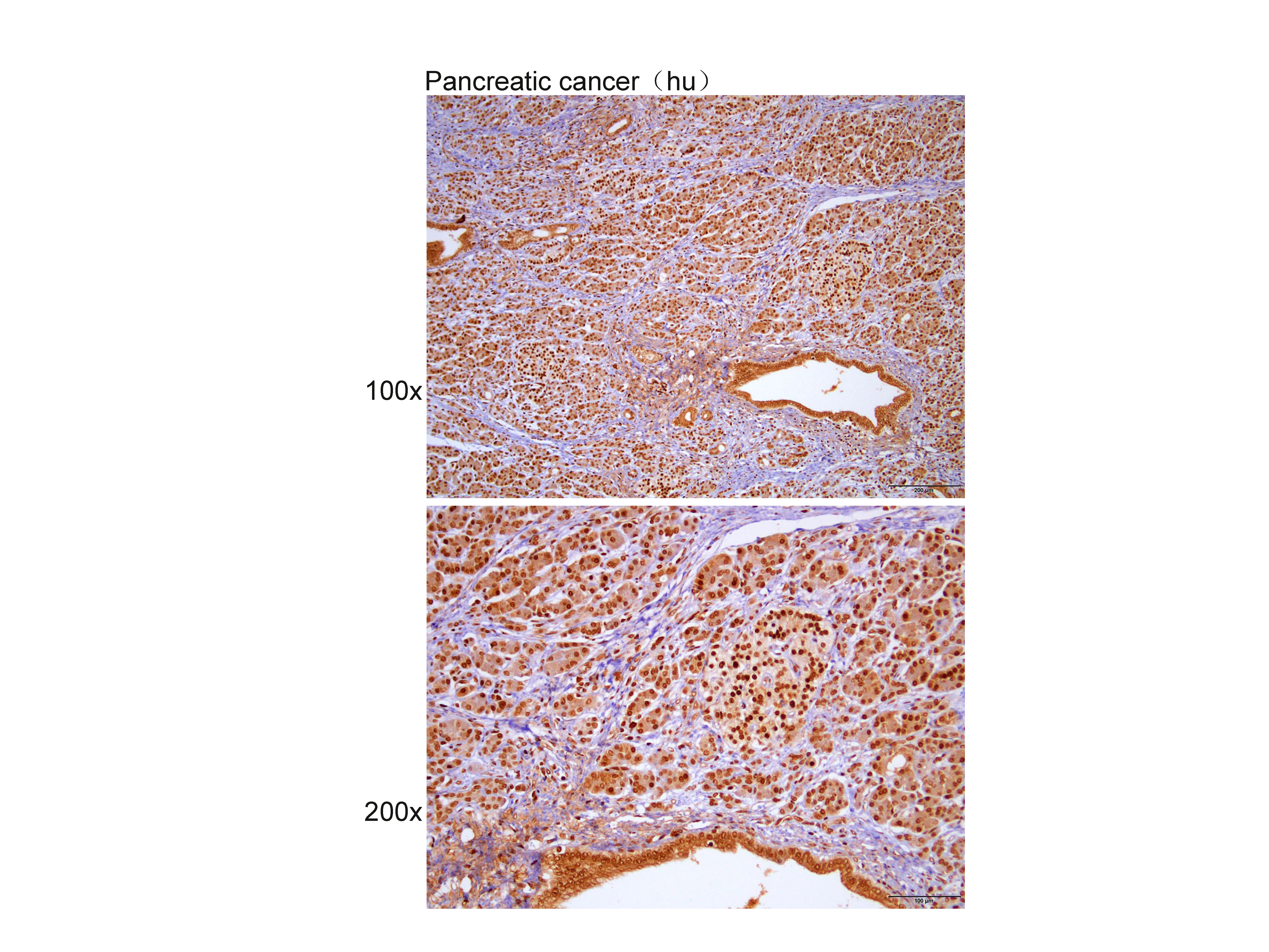 Anti-CYP46 Polyclonal Antibody