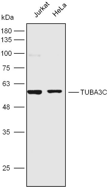 Anti-TUBA3C Polyclonal Antibod