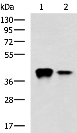 兔抗THOC3多克隆抗体