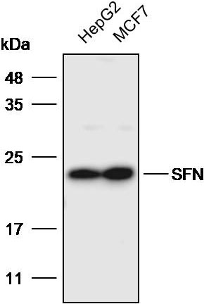 Anti-SFN Polyclonal Antibody