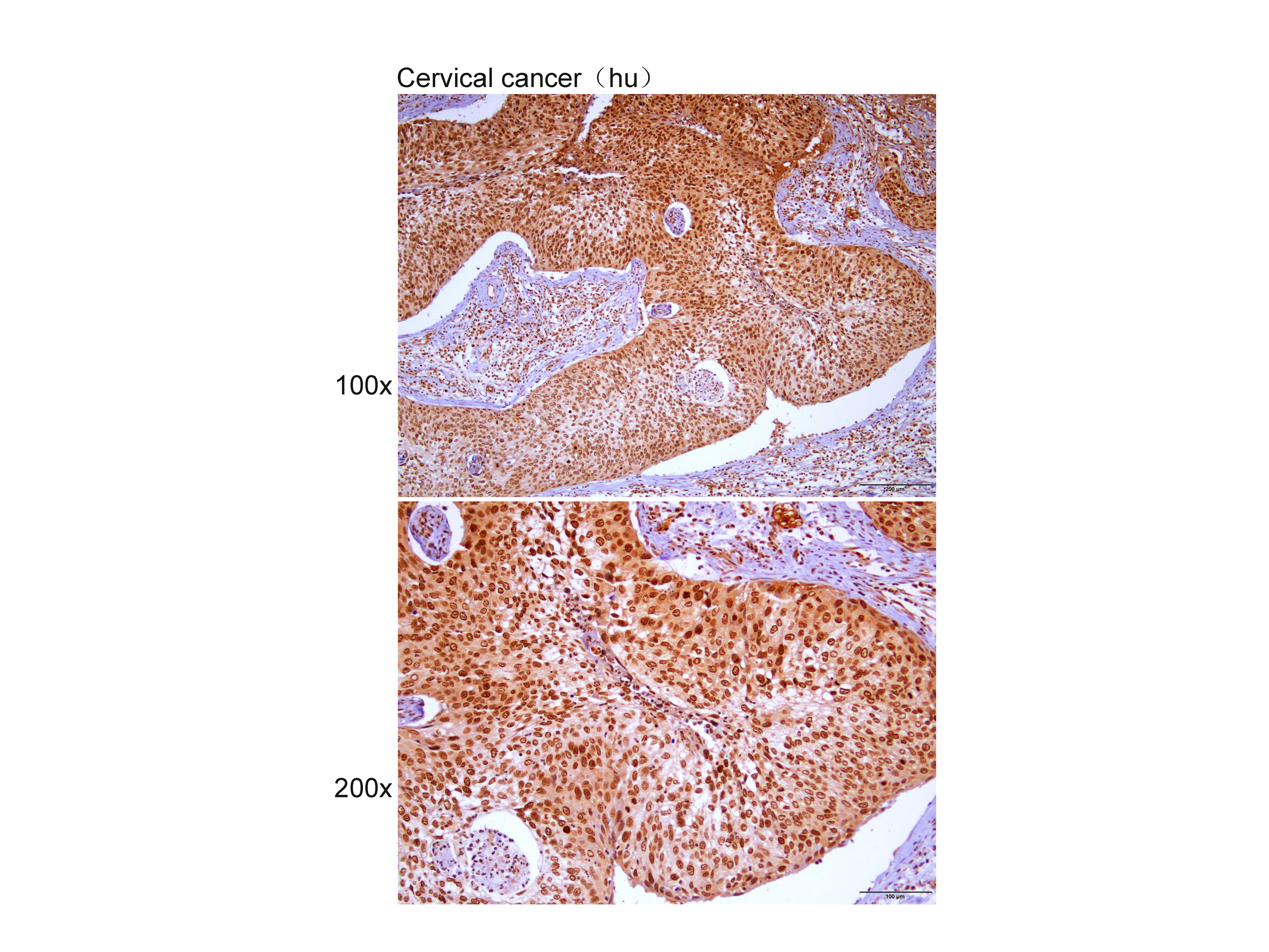 Anti-CYP46 Polyclonal Antibody