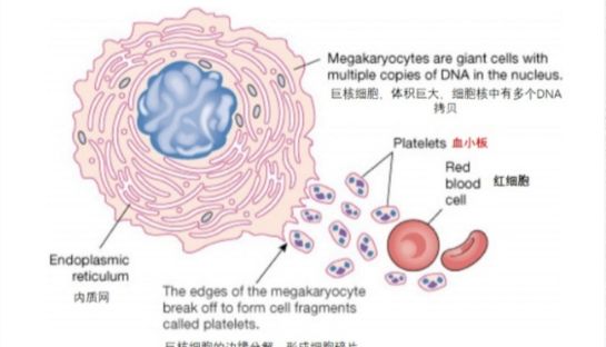 血小板的研究应用及影响血小板计数准确性的因素