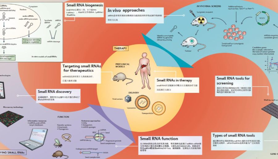 CarT治疗临床小RNA治疗方案再现曙光_曼博生物