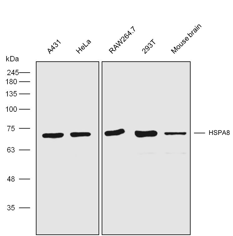 Anti-Hsc70 Polyclonal Antibody