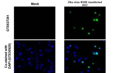 Zika virus NS4B protein antibo