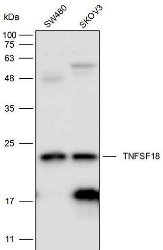 Anti-TNFSF18 Polyclonal Antibo