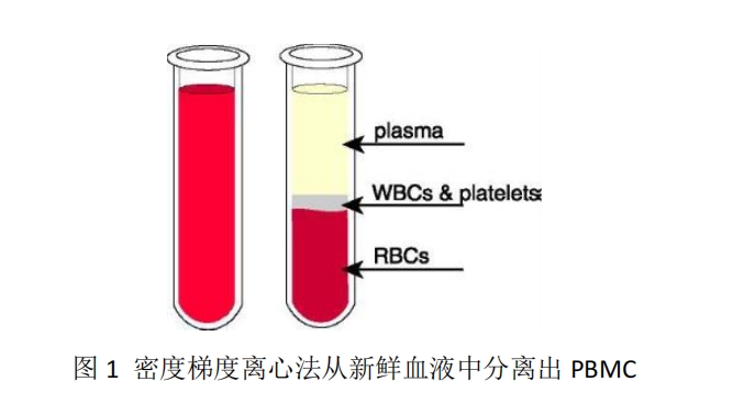 AO/PI 双荧光分析测定 PBMC 的浓度和活率