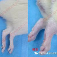 动物实验丨Ⅱ型胶原诱导性关节炎（CIA）