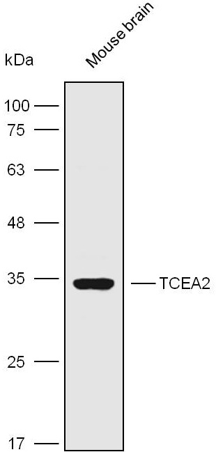 Anti-TCEA2 Polyclonal Antibody