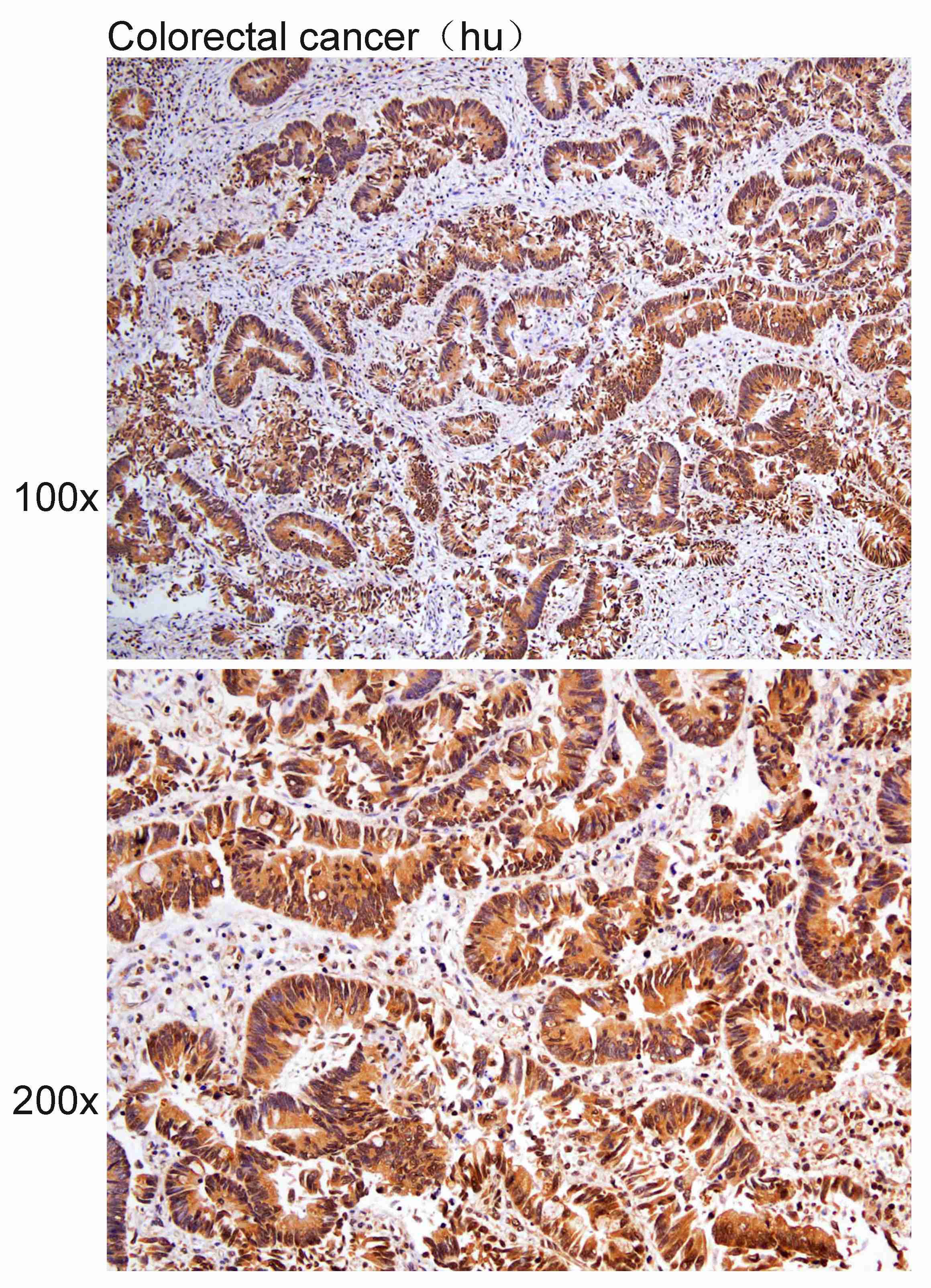 Anti-Paxillin Polyclonal Antib