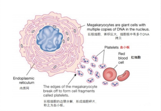 血小板的研究应用及影响血小板计数准确性的因素