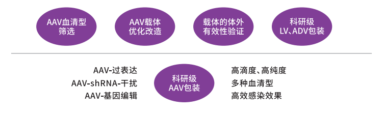 AAV病毒载体设计与开发