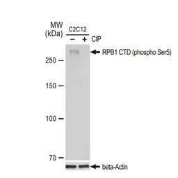 RPB1 CTD (phospho Ser5) antibo