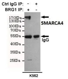 BRG1 antibody [6D7]