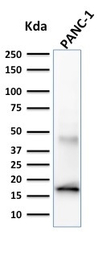 Elastase 3B antibody [CELA3B/1