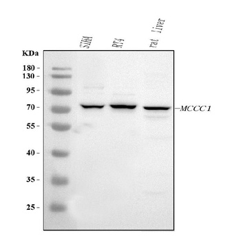Anti-MCCC1 Antibody 抗体，orb1786