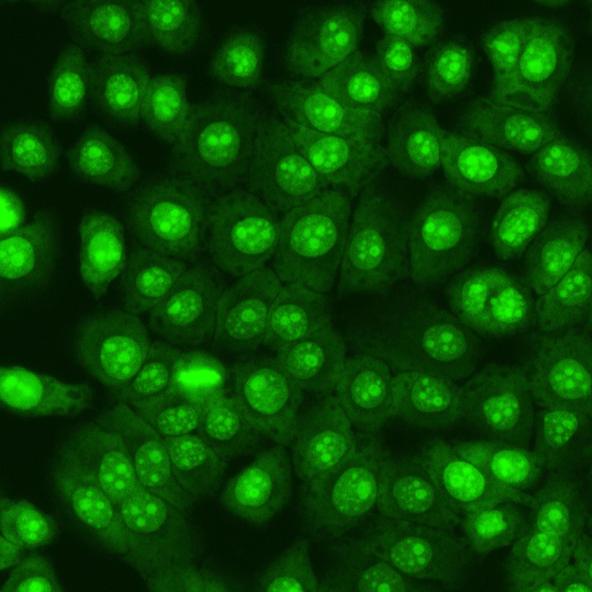 吖啶橙染色试剂盒