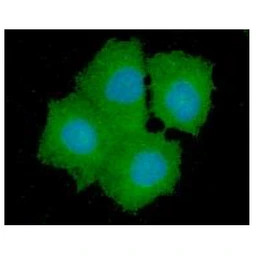 GPD1L antibody [AT14E2]