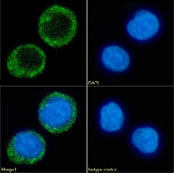CD38 Antibody 抗体，orb1671515，Bi
