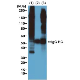 Phosphothreonine antibody [RM1