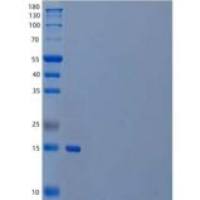 人PLA2G1B/PLA2/PLA2A重组蛋白C-6His