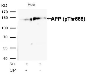 APP (phospho Thr668) antibody