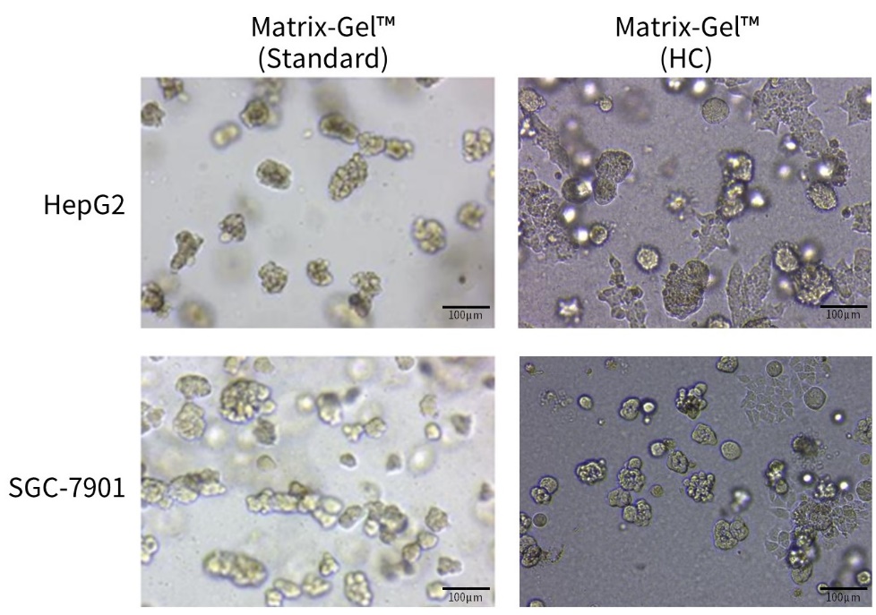 Matrix-Gel™基质胶(标准型，含酚红)