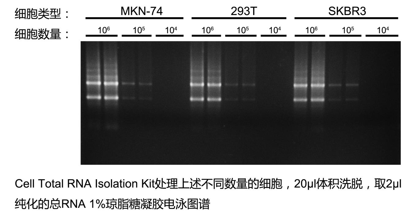 培养细胞总RNA提取试剂盒