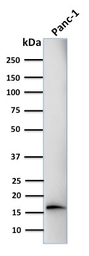Elastase 3B antibody [CELA3B/1