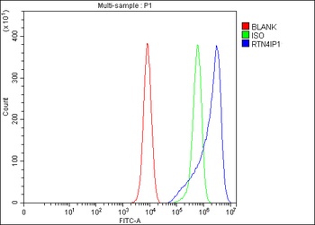 Anti-RTN4IP1 Antibody 抗体，orb17