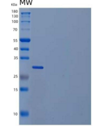 人氯离子细胞内通道蛋白4重组蛋白