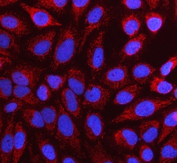 Anti-NUBP1 Antibody 抗体，orb1786
