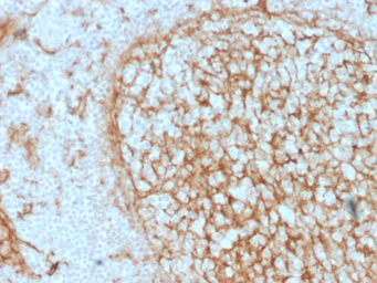 CD14 antibody [LPSR/2397]