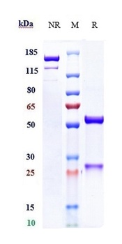 Anti-Mesothelin Reference Anti