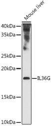 IL1F9 antibody