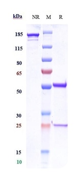 Anti-CD3e Reference Antibody 抗