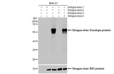 Dengue virus Envelope protein 