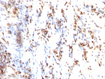 p27 Kip1 antibody [KIP1/769]