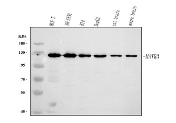 Anti-MATR3 Antibody 抗体，orb1786