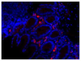 Rabbit Anti-Goat IgG antibody,