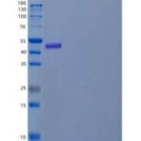 人血管生成素样蛋白8/βtrophin(ANGPTL8)重组蛋白N-Fc