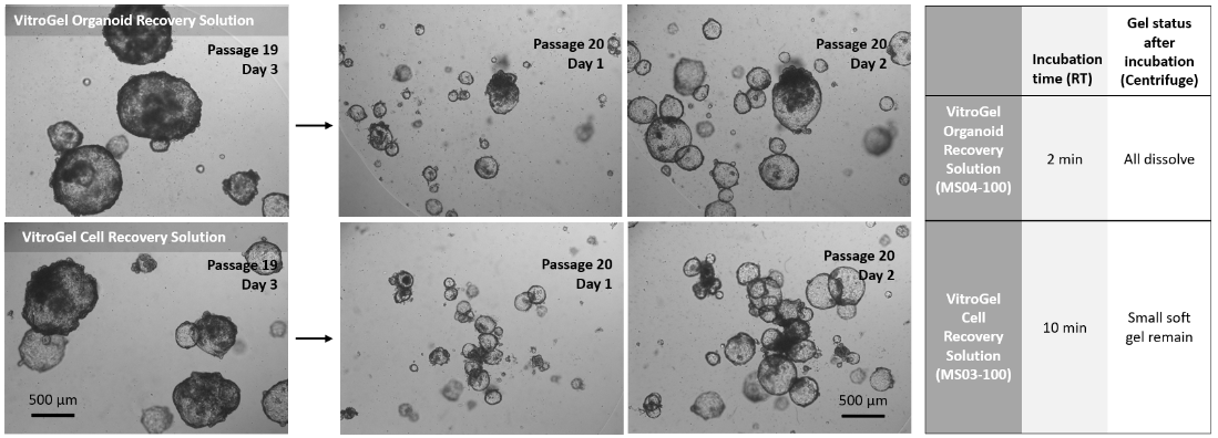 VitroGel® Organoid Recovery So