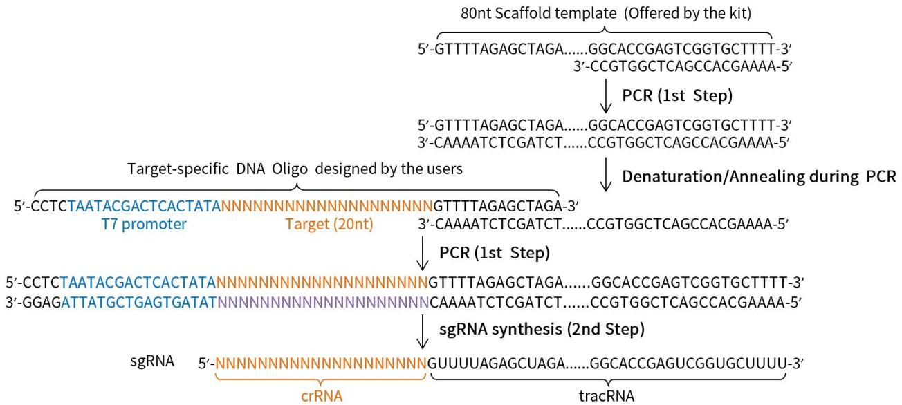 BeyoCRISPR™ Two-Step sgRNA Syn