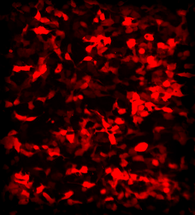 荧光素酶/GFP 双报告基因 HEK293 细胞系
